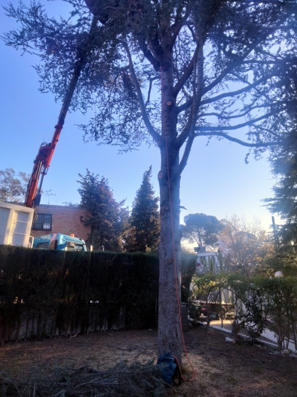Cortar árbol en Teià Alella Maresme