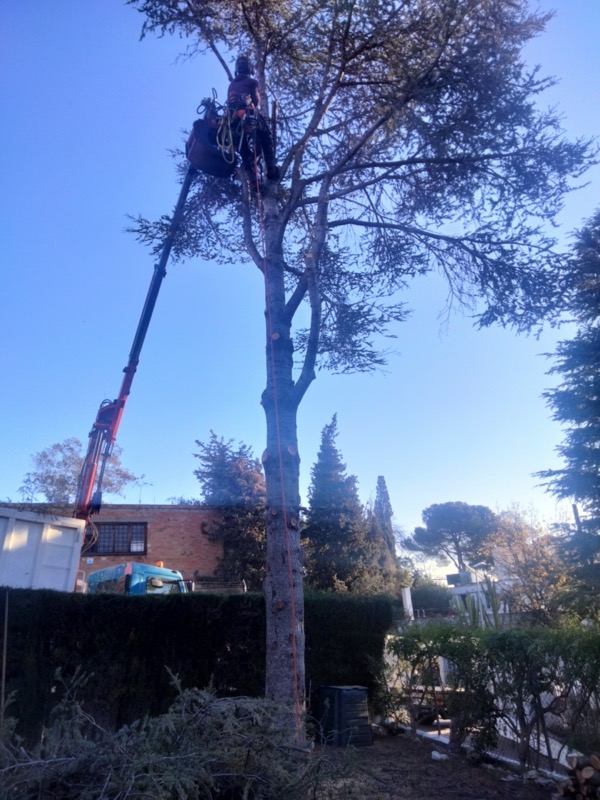 Cortar árbol en Teià Alella Maresme