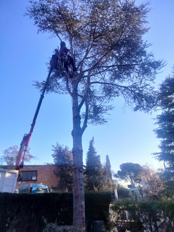 Cortar árbol en Teià (Maresme)