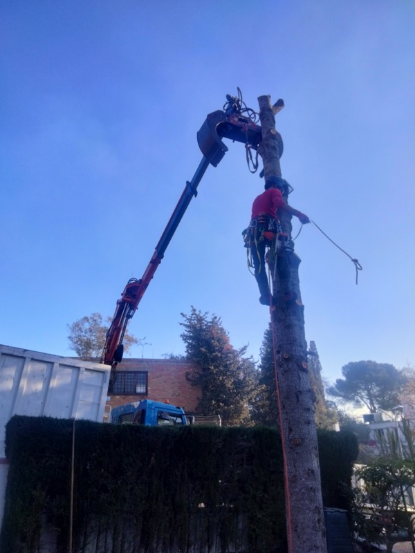 Cortar árbol en Santa Perpetua