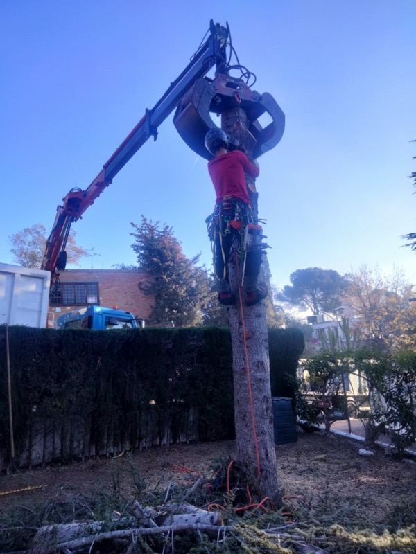 Cortar árbol Santa Perpetua