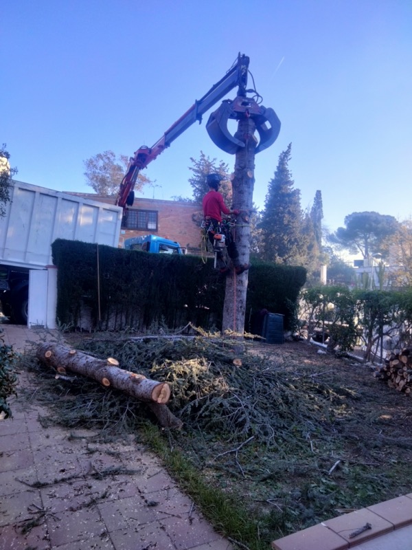 Cortar árboles muertos por la sequía en el Baix Llobregat (Santa Coloma)