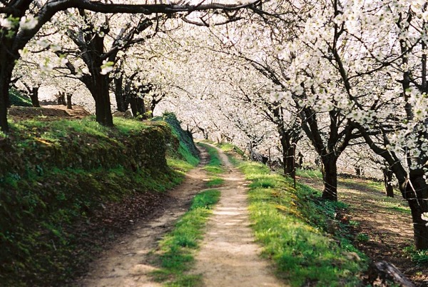 Cerezos en flor Cerezos en flor