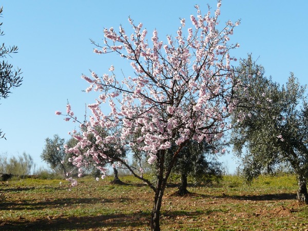 Almendro en flor Almendro en flor