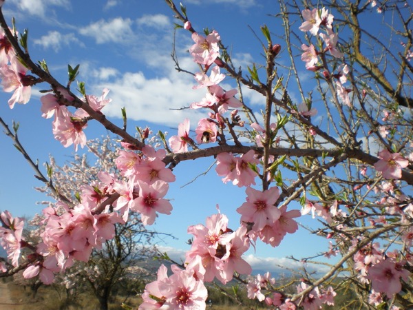Almendros en flor Sierra de Montsia Ulldecona Almendros en flor Sierra de Montsia Ulldecona