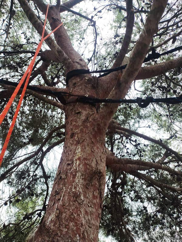 Salvar Árbol en Barcelona