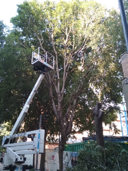 Tala y destoconado del arbolado en Badalona talar destoconar arbol calle badalona 003