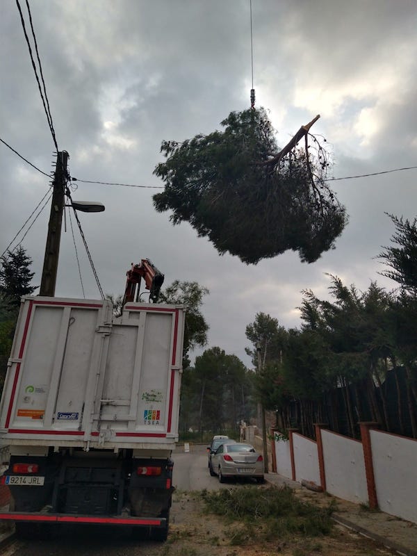 Cortar pino en Rubí Cortar pino en Rubí