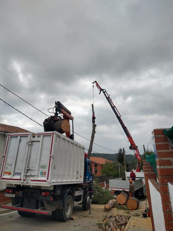 Cortar pinos en Rubí