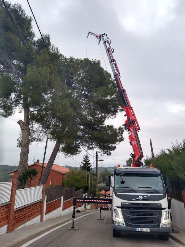 Cortar arbol Rubí Cortar arbol Rubí