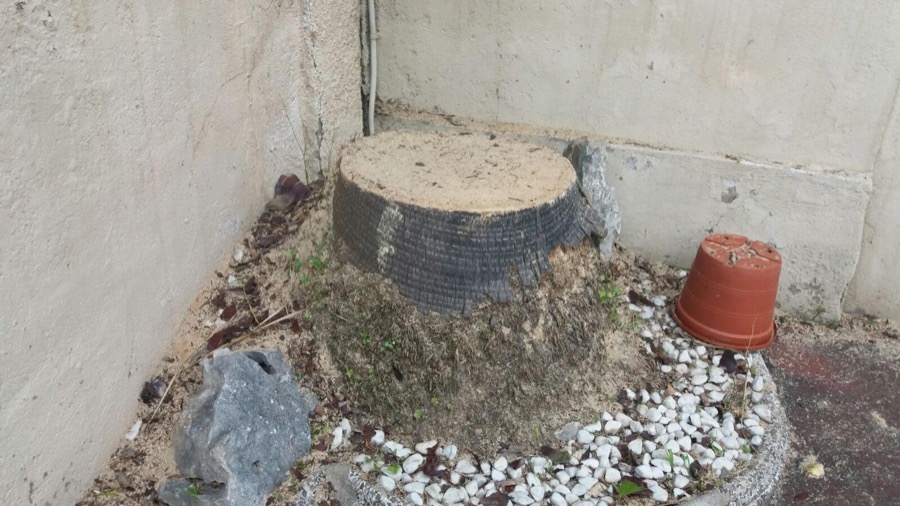 Tala de palmera en Barberà del Vallés (Barcelona)