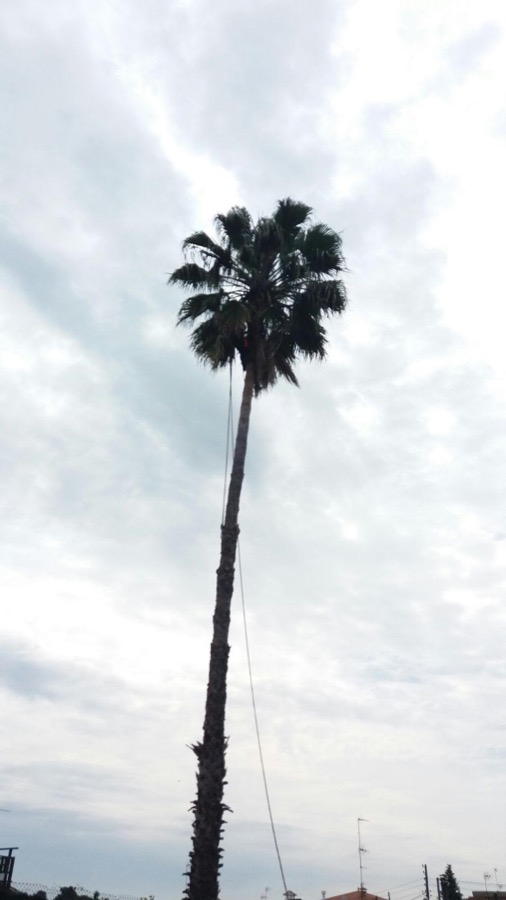 Tala de palmera en Barberà del Vallés (Barcelona)