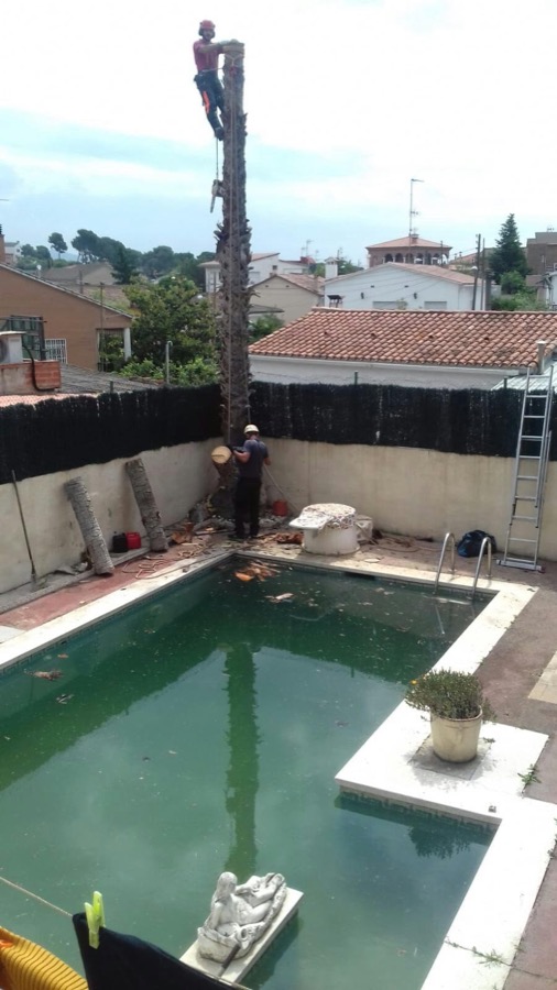 Cortar palmera en Barberà del Vallés Cortar palmera en Barberà del Vallés