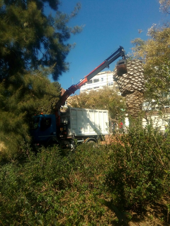 Cortar palmera muerta en Barcelona Cortar palmera muerta en Barcelona