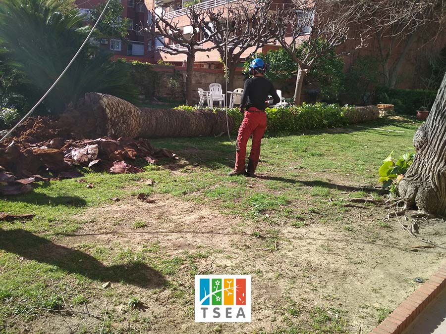 Cortar árbol en Sant Cugat del Vallés