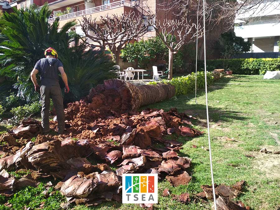 Retirar palmera muerta en Barcelona