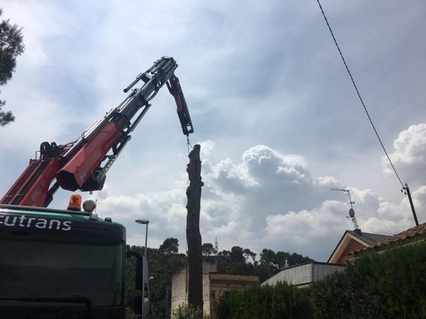 Cortar pino en Cerdanyola del Vallés (Barcelona)