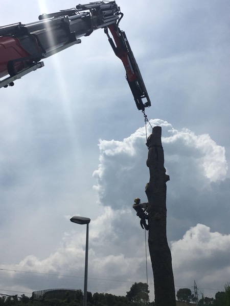 Tala controlada del pino en Cerdanyola Tala controlada del pino en Cerdanyola