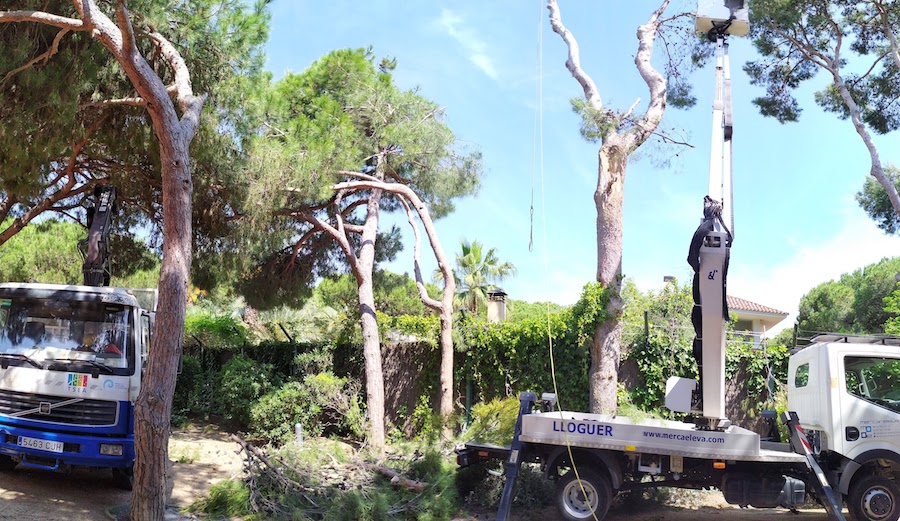 Cortar pino en Valldoreix (Sant Cugat)