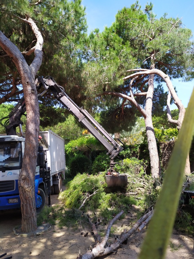 Cortar pino en Valldoreix (Sant Cugat)