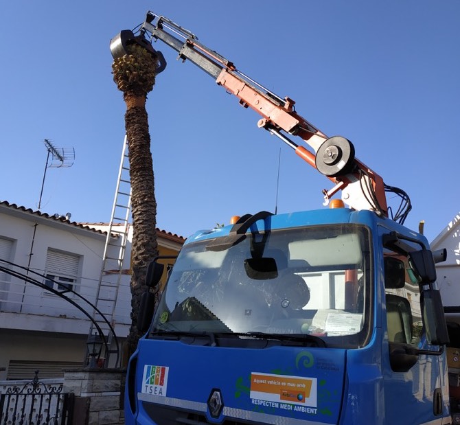 Tala de palmera en Premià de Mar (Mataró)