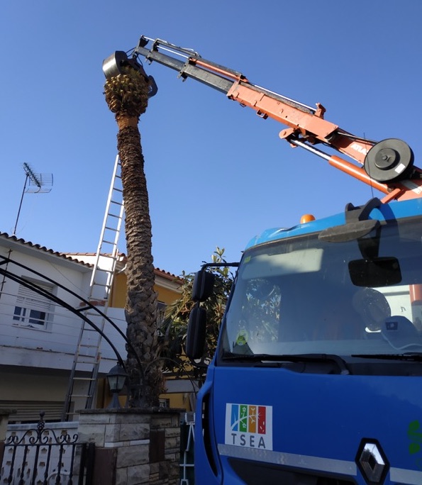 cortar palmera premia maresme