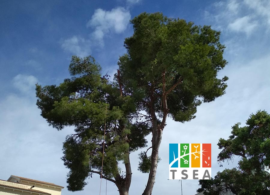 Cortar pinos con riesgo de caída es una de nuestras especialidades (Vilanova i la Geltrú) Cortar pinos con riesgo de caída es una de nuestras especialidades (Vilanova i la Geltrú)