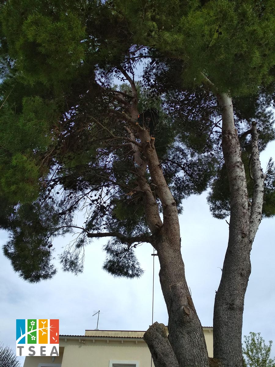 Proceso de tala del pino en tarragona Proceso de tala del pino en tarragona