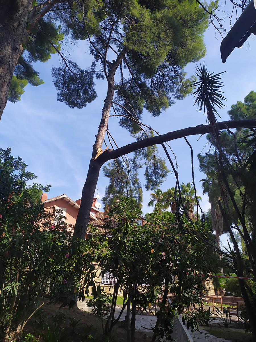 Cortar árbol en Sant Just - Esplugues