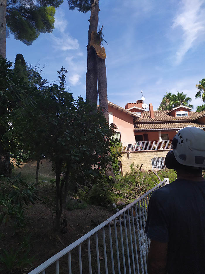 Cortar árbol en Sant Just - Esplugues