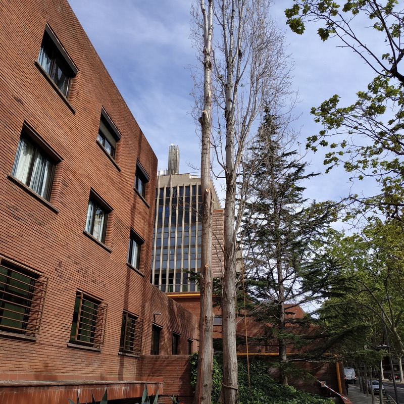 Cortar árboles en Barcelona