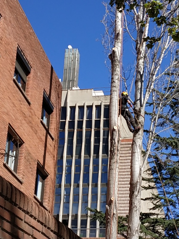 cortar arbol barcelona sarria 6