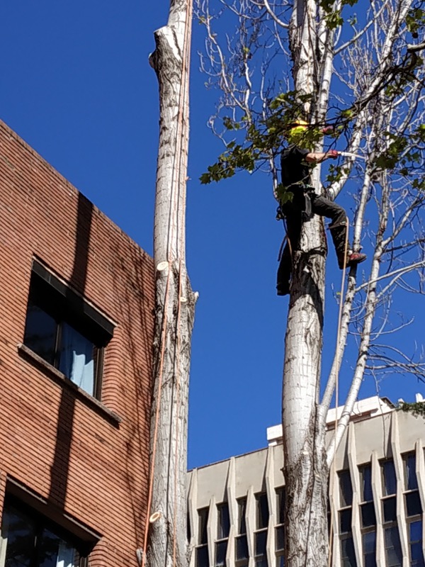 cortar arbol barcelona sarria 7