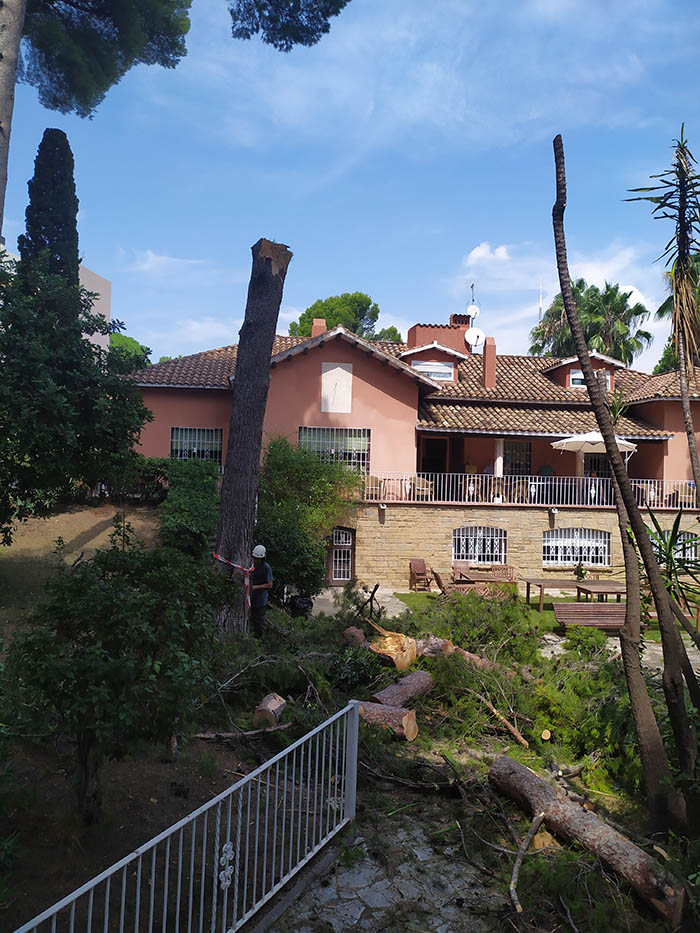 Cortar pino en La Floresta (Sant Cugat)