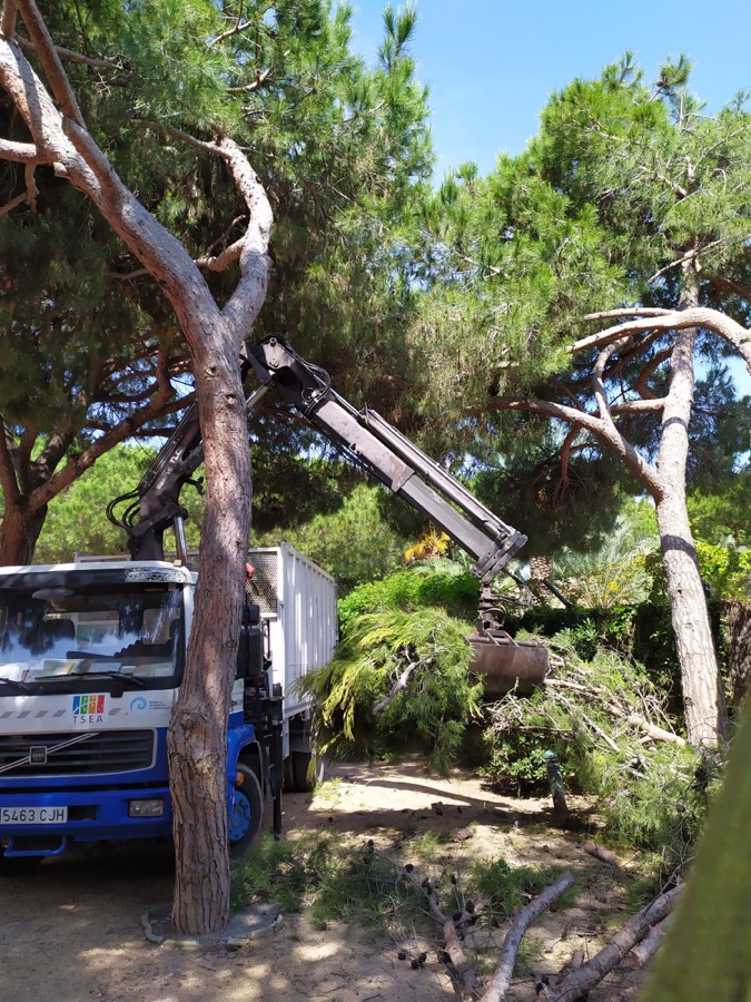 Cortar pino en La Floresta (Sant Cugat)