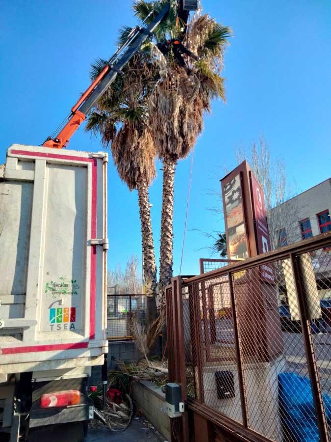Proceso de tala de la palmera en empresa de L'Hospitalet de Llobregat