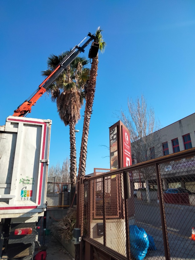 Cortar palmeras en Hospitalet (Baix Llobregat)