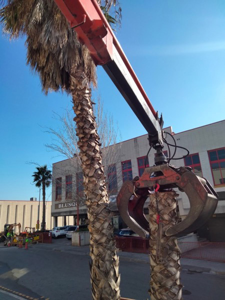 Cortar palmera por partes en L'Hospitalet de Llobregat