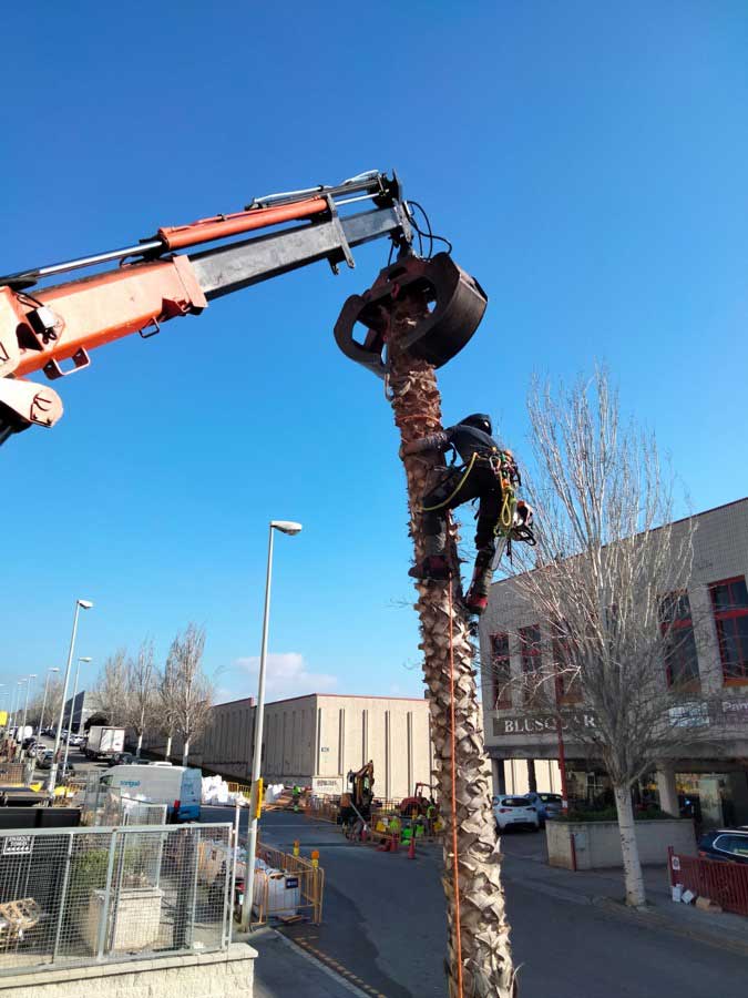 Cortar Palmeras Washingtonias en L'Hospitalet