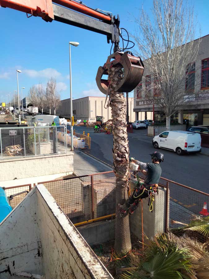 Proceso de tala de la palmera en L'Hospitalet de Llobregat