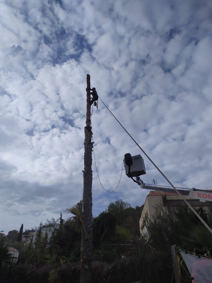Proceso de tala de la palmera en Sitges Proceso de tala de la palmera en Sitges