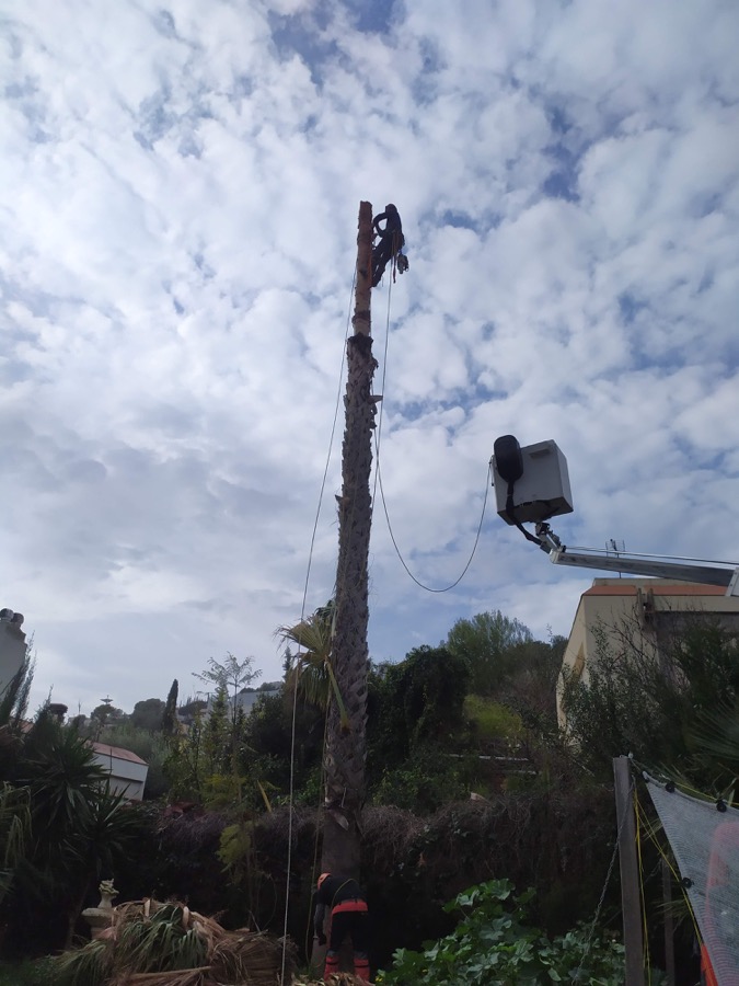 Cortar palmera en Sitges (Garraf)