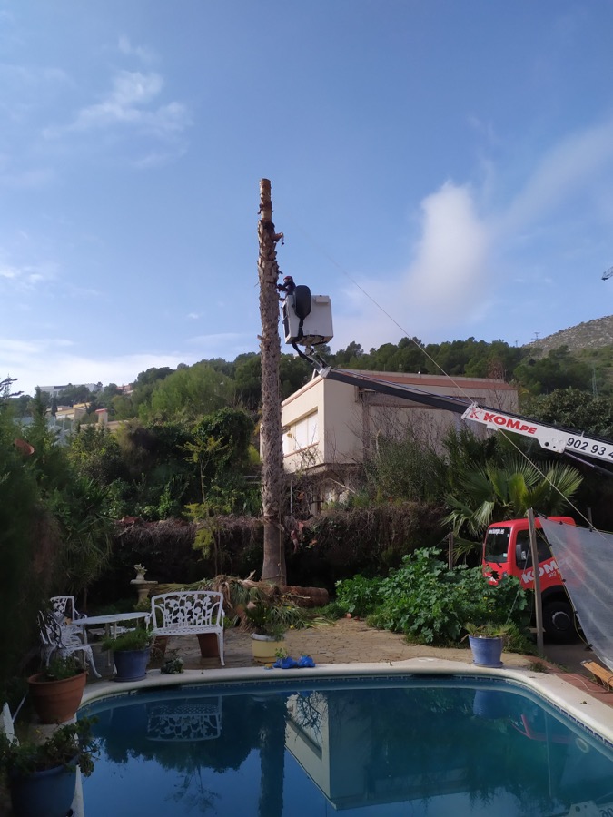 Cortar palmera en Sitges (Garraf)