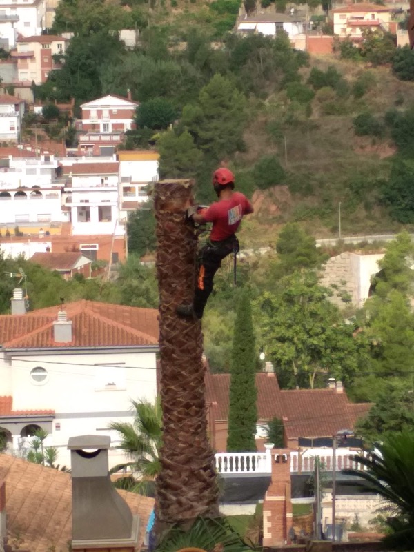 Tala de una palmera en Vallirana (Barcelona) Tala de una palmera en Vallirana (Barcelona)