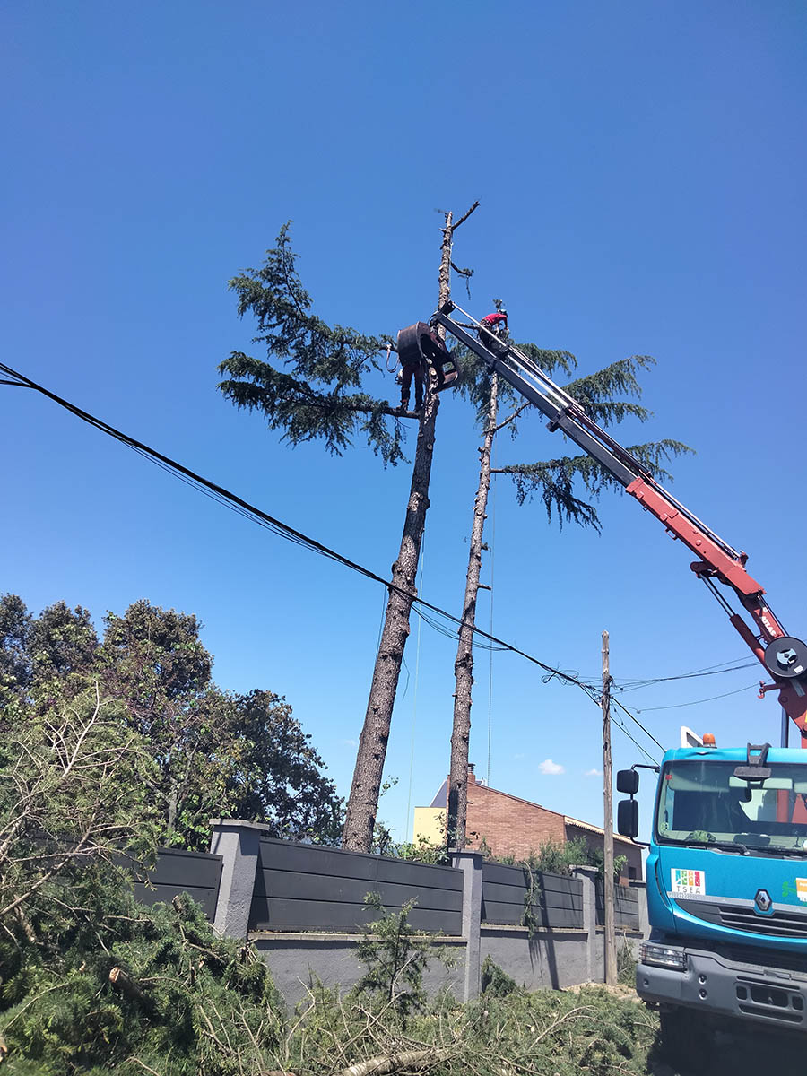 Cortar arbol Rubí Cortar arbol Rubí