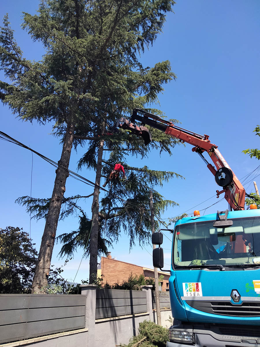 Cortar árbol en Santa Perpetua Cortar árbol en Santa Perpetua
