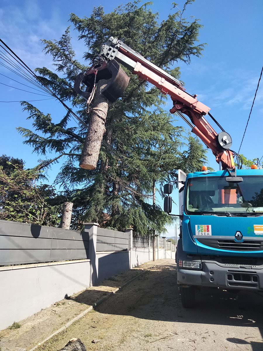 Cortar árbol Santa Perpetua Cortar árbol Santa Perpetua