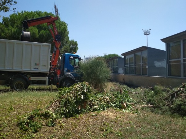 Retirada de un pino caído en un colegio de Barcelona