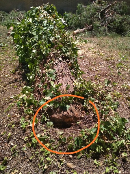 Pino caído por plantación inadecuada