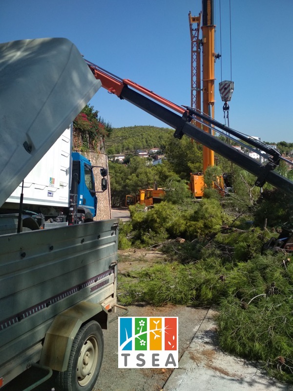 Cortar pino en Montemar (Castelldefels)